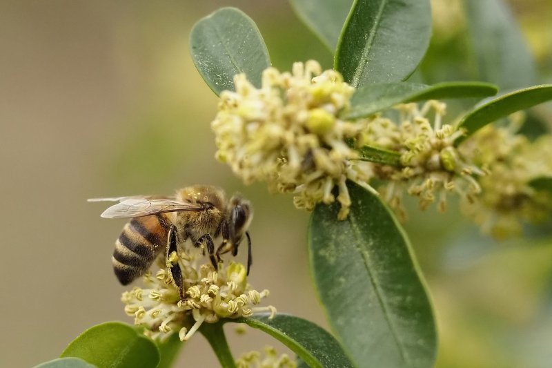 ABEILLE sur fleur de buis. Jardin. JOËL LIEGARD